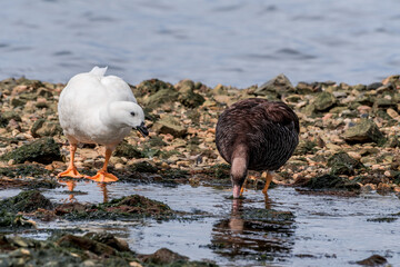 Male (white) and female of Kelp Goose (Chloephaga hybrida) on lagoon in Ushuaia, Land of Fire (Tierra del Fuego), Argentina