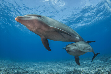 free dolphins underwater