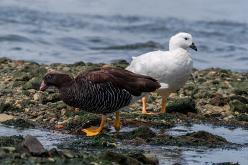 Male (white) and female of Kelp Goose (Chloephaga hybrida) on lagoon in Ushuaia, Land of Fire (Tierra del Fuego), Argentina
