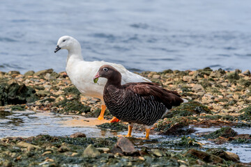 Male (white) and female of Kelp Goose (Chloephaga hybrida) on lagoon in Ushuaia, Land of Fire (Tierra del Fuego), Argentina