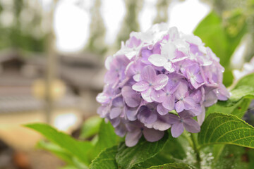 雨の中の紫のあじさい②