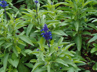 Inflorescence en épis duveteux de salvia farinacea ou sauge farineuse aux fleurs bicolores bleu...