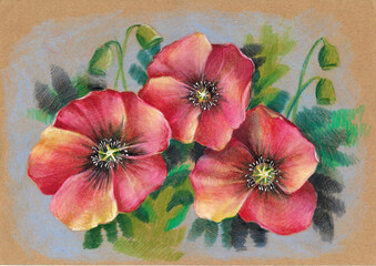 red poppies drawing with colored pencils on craft paper