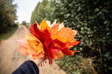 Girl hold in hand yellow, orange and red bouquet of maple leaves
