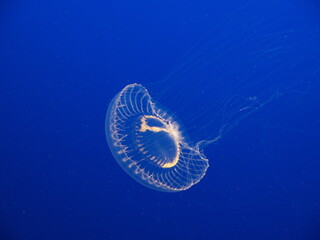 Jellyfish