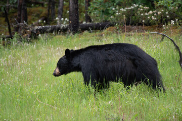 Black bear in Canada stroling through the grass looking for food