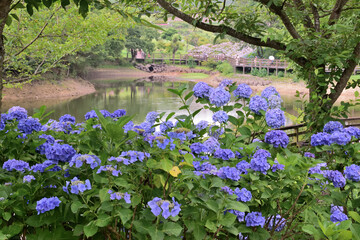 あじさい越しに池を眺める②
