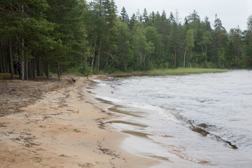 Sandy shore of the lake near the forest in Karelia