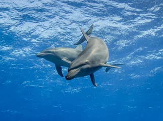 Küchenrückwand glas motiv free dolphins underwater © Tropicalens