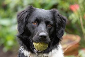 friesian stabij dog posing with ball and cute puppy eyes