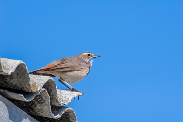 Bluethroat (Luscinia svecica) in Barents Sea coastal area, Russia