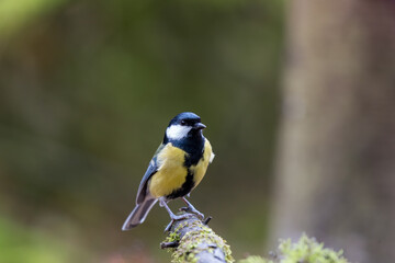 Portrait of a great tit sitting on a tree branch with green blurry background
