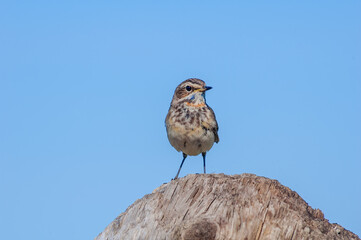 Bluethroat (Luscinia svecica) in Barents Sea coastal area, Russia
