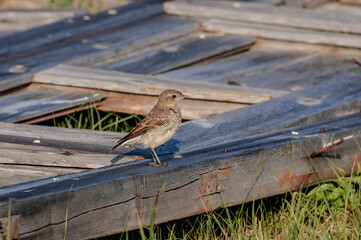 Bluethroat (Luscinia svecica) in Barents Sea coastal area, Russia