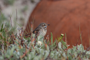 Bluethroat (Luscinia svecica) in Barents Sea coastal area, Russia