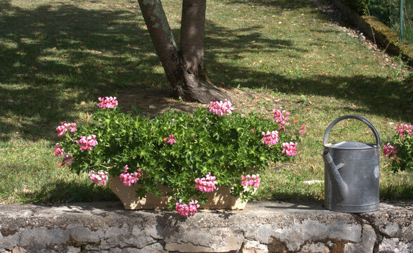 arrosoir et jardinière de géranium rose, jardinage