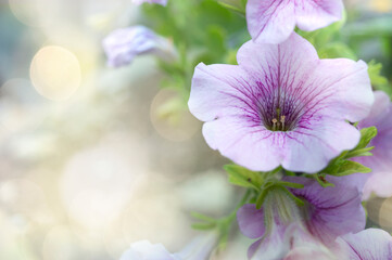 Fototapeta na wymiar lilac petunia hanging from a basket in a garden