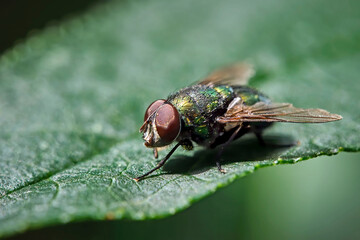 Goldfliege ( Lucilia sericata ).