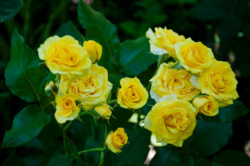yellow rose color. bud and open flower. Beautiful bush of yellow roses in a spring garden. Background of a bouquet of yellow blooming rose bush