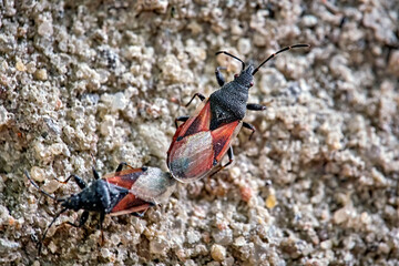 Lindenwanze oder Malvenwanze ( Oxycarenus lavaterae ).