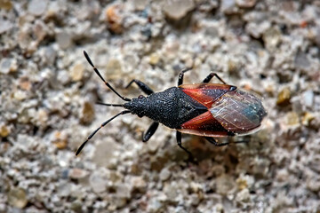 Lindenwanze oder Malvenwanze ( Oxycarenus lavaterae ).