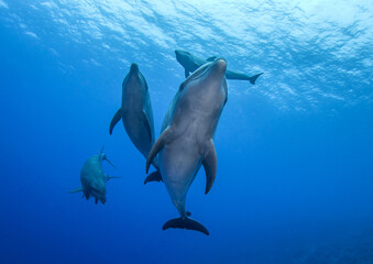 free dolphins underwater