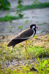 black crowned crane
