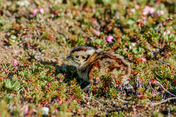 Willow Ptarmigan (Lagopus lagopus) chick in Barents Sea coastal area, Russia