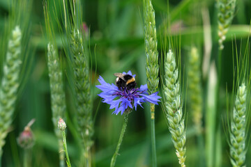 Kornblume mit Hummel im Kornfeld - Stockfoto