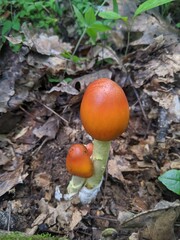 red mushrooms in the forest