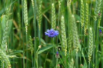 Blaue Kornblume in grünem Kornfeld - Stockfoto