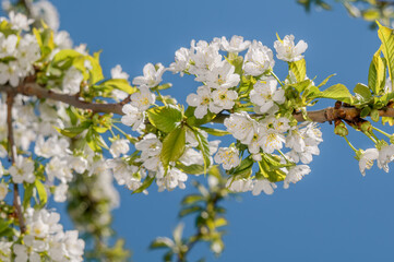 Sweet Cherry (Prunus avium) in orchard, Central Russia