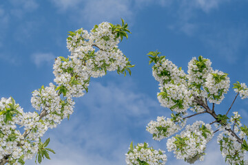 Sweet Cherry (Prunus avium) in orchard, Central Russia