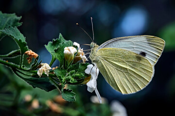 Großer Kohlweißling ( Pieris brassicae ).