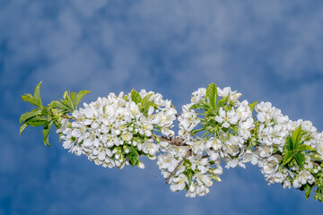 Sweet Cherry (Prunus avium) in orchard, Central Russia