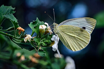 Großer Kohlweißling ( Pieris brassicae ).