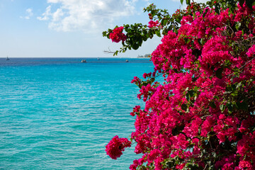 CLOSE UP: Beautiful red hued blossoms fill a tropical tree stretching over ocean