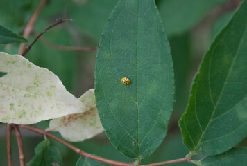 ladybug leaf