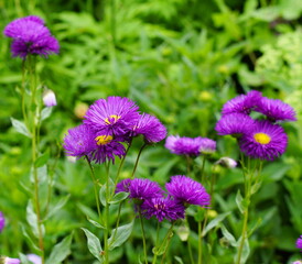 Obraz premium Nice purple flowers in the nature with a green background