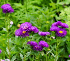 Nice purple flowers in the nature with a green background
