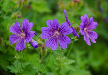 Some beautiful flowers with purple leaves in a green nature