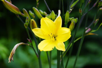 Eine hübsche gelbe Lilie in der Natur im Grünen