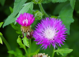 Hübsche Distel Blumen in lila in den Natur