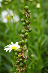 Pflanze mit grünen Bohnen in der Natur mit einer Kamillenblüte im Hintergrund