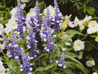 Salvia farinacea | Sauge bleue ou sauge farineuse aux fleurs élégantes bicolores bleu nuit à bleu violet, tachée de blanc regroupées en épis sur tiges pruineuses au feuillage ondulé vert franc
