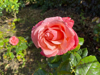 Pink rose, with green leaves, growing near, Skipton, Yorkshire, UK