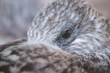 The grey gull hides its beak in the feathers of its back and wings. Sleep of wild birds in the cold