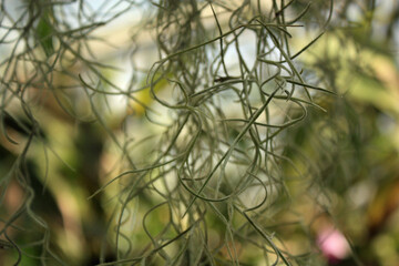 Spanish Moss