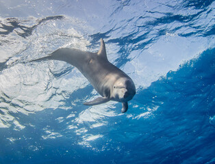 Obraz premium Dolphins underwater