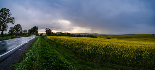Obraz premium Spring yellow flowering rapeseed fields, regional road, evening cloudy pre-thunderstorm sky, green countryside hills, and light rain weather. Car and signs unrecognizable.